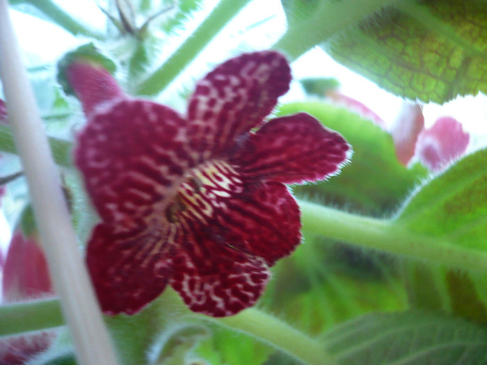 P1140581 - zzz-KOHLERIA 2012-iesite din colectie