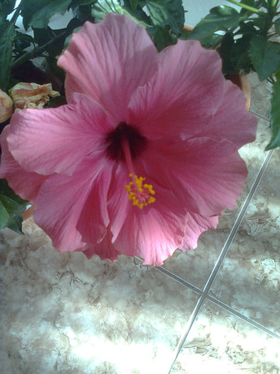 Clau^^2382 - diverse flori 2012