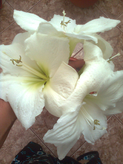 Clau^^2385 - diverse flori 2012