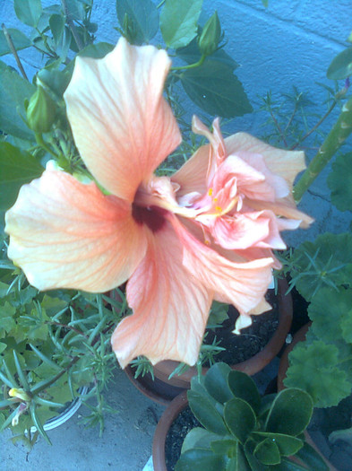 Clau^^2388 - diverse flori 2012