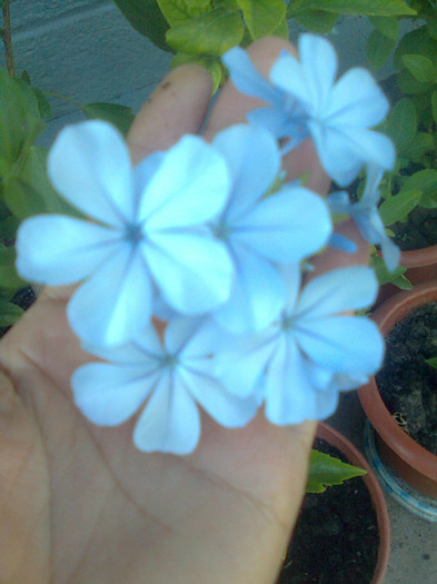 Clau^^2390 - diverse flori 2012