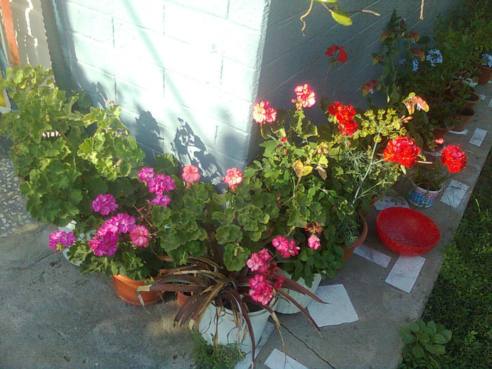 Clau^^2392 - diverse flori 2012