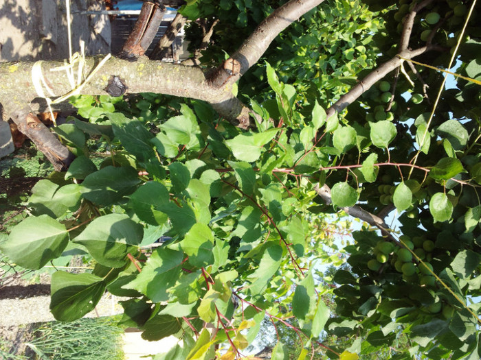 2012-06-09 18.13.08 dan