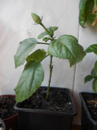 hibiscus rosu involt