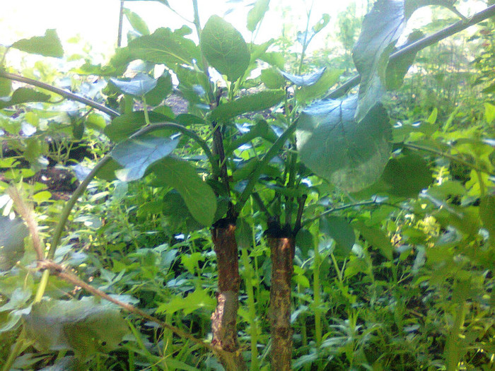 alt cais si prun pe zarzar