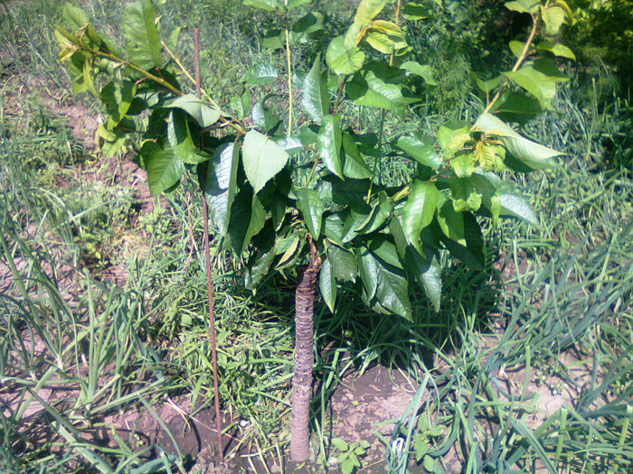 cires pe visin; are niste insecte mici sub frunzele superioare(cred ca sunt paduchi)
