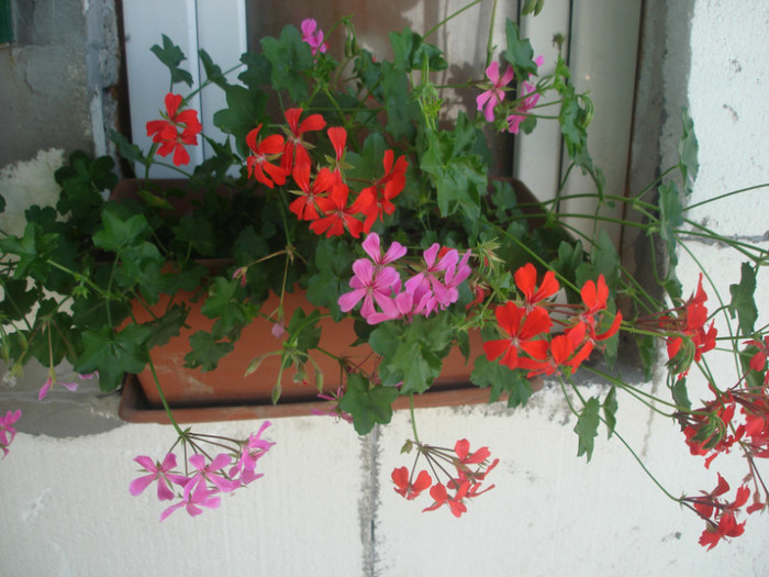 DSC06208; muscata curgatoare
