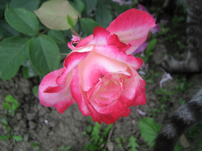 IMG_1451 - trandafiri 2012