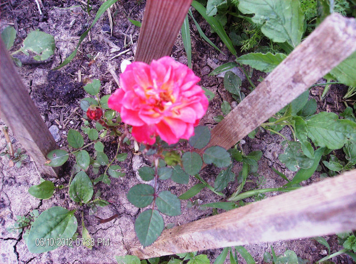 mini rose iunie 2012 - Trandafiri 2012