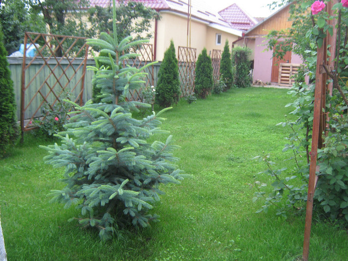 IMG_1462 - trandafiri 2012
