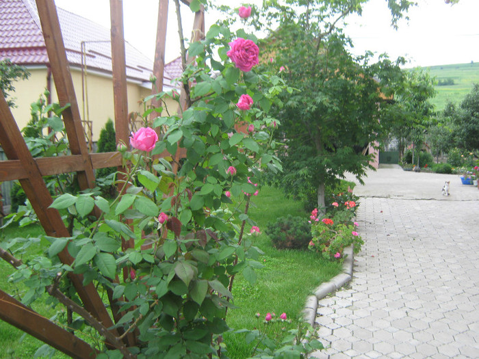 IMG_1463 - trandafiri 2012