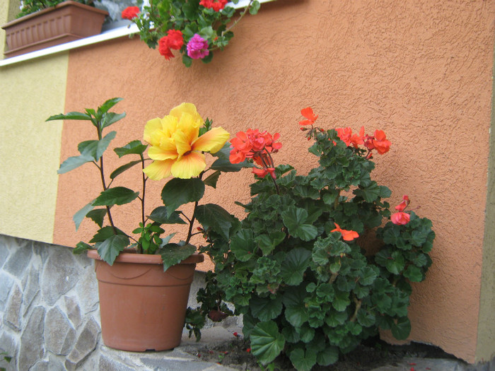 IMG_1466 - trandafiri 2012
