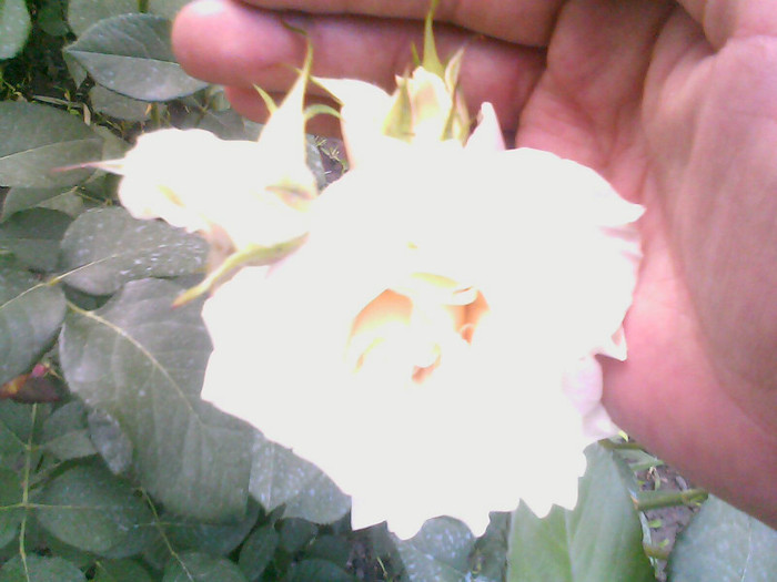 Picture 016