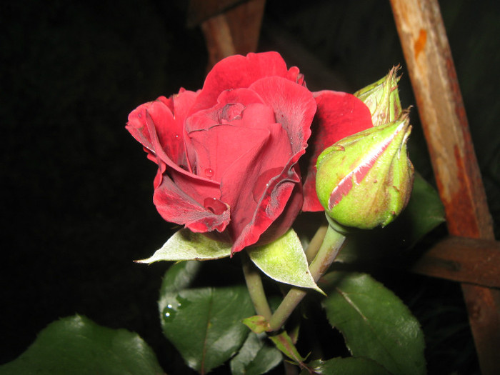 IMG_1484 - trandafiri 2012