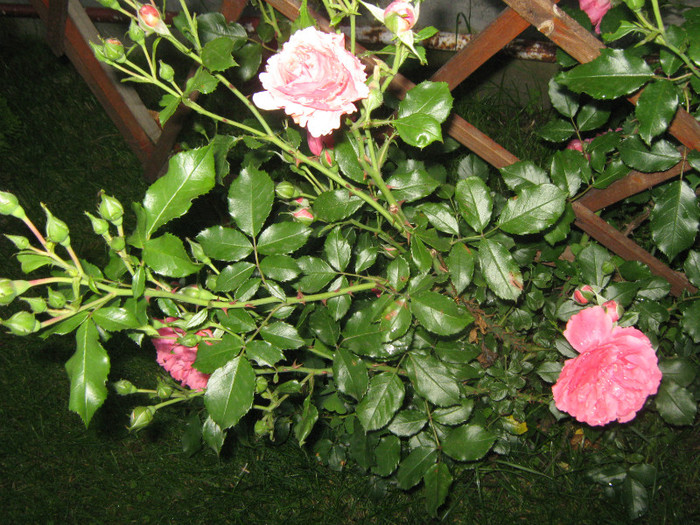 IMG_1486 - trandafiri 2012