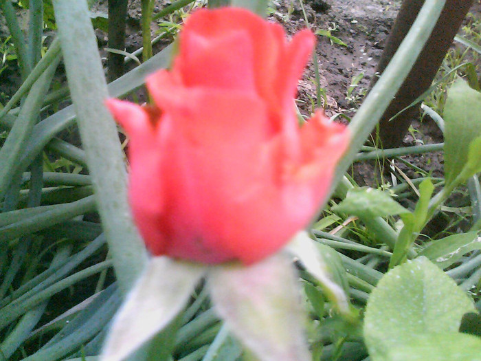 Picture 048