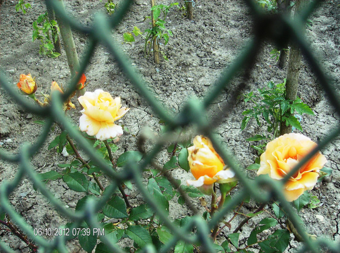 iunie 2012 -parfumat - Trandafiri 2012