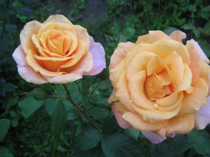 IMG_1494 - trandafiri 2012