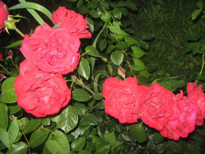 IMG_1500 - trandafiri 2012