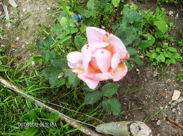 floriiunie 2012 116 - Trandafiri 2012