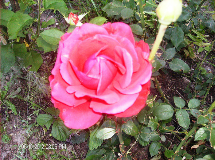 floriiunie 2012 catifelat si parfumat - Trandafiri 2012