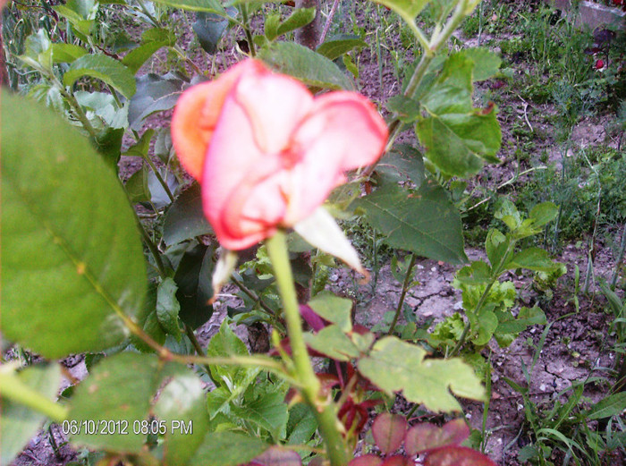 floriiunie 2012 129 - Trandafiri 2012