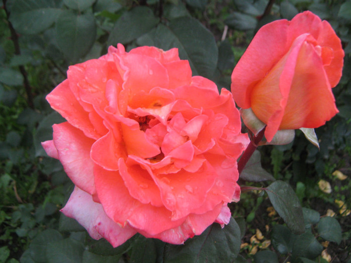 IMG_1519 - trandafiri 2012