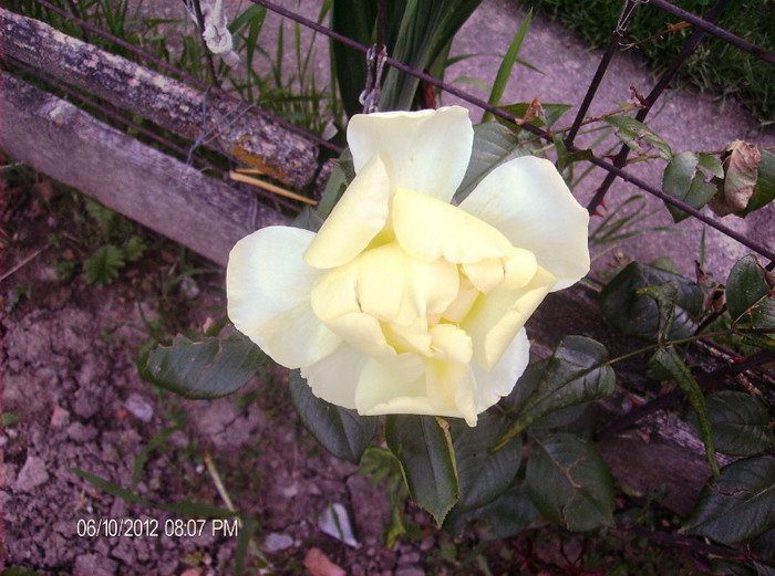 floriiunie 2012 137 - Trandafiri 2012