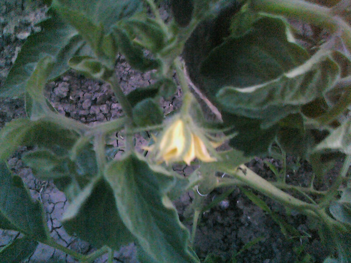 Picture 017 - gradina 2012