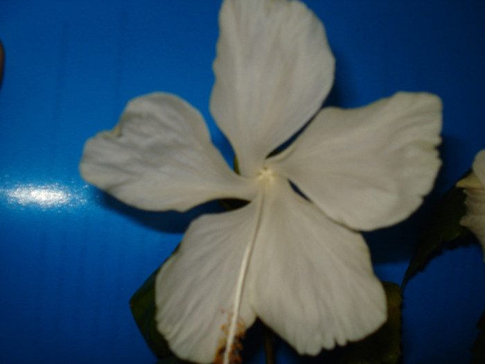 DSC03274 - HIBISCUS 2012