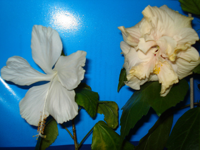 DSC03276 - HIBISCUS 2012