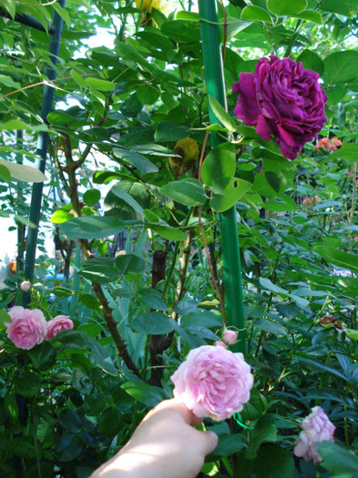 impreuna cu "Jasmina"