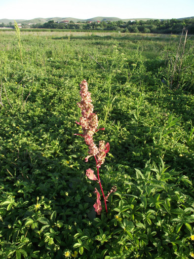 DSCF7519 - somova delta dunarii foto