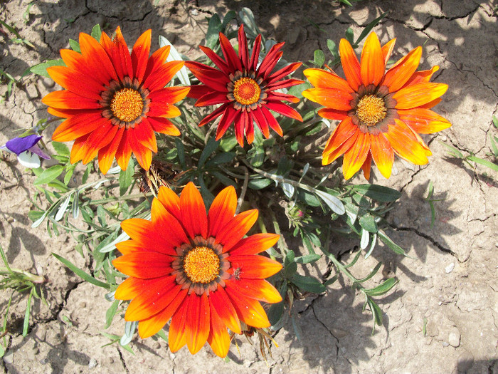 101_0120 - gazania 2012