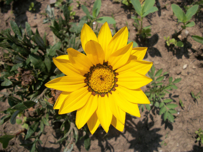 101_0147 - gazania 2012