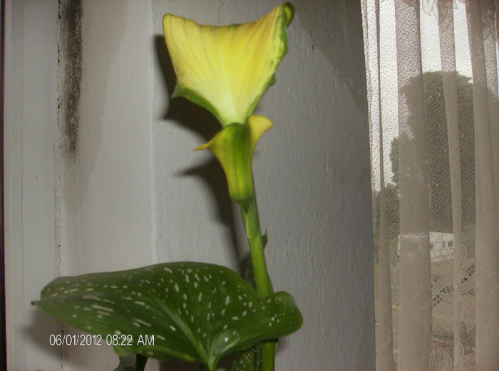 iunie 2012 - Zantedeschia elliottiana-Cala galbena