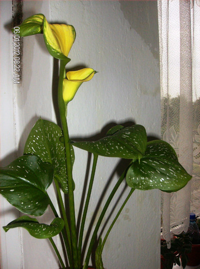 Zantedeschia elliottiana-Cala galbena - cecilia52