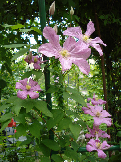 10.06.2012 - Clematis 2012
