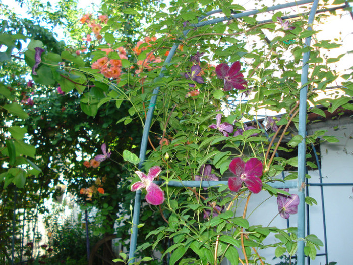 DSC03575 - Clematis 2012