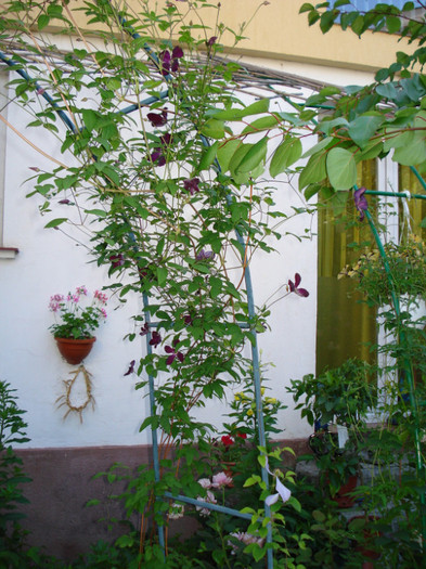 DSC03613 - Clematis 2012