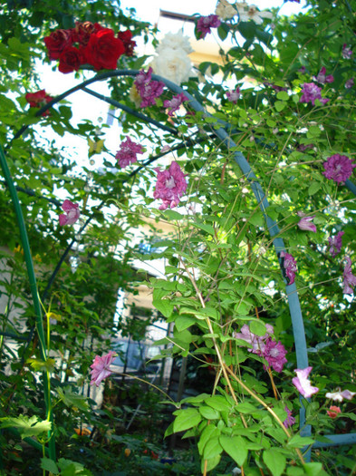 DSC03660 - Clematis 2012