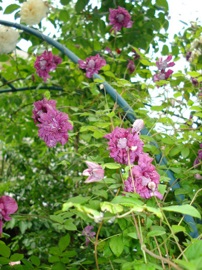 DSC04012 - Clematis 2012