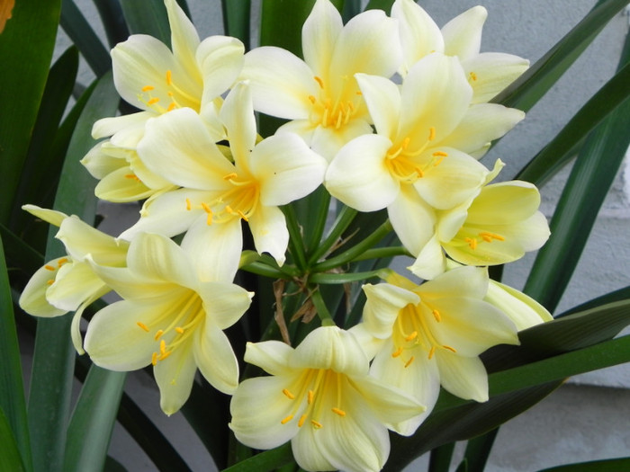  - CLIVIA