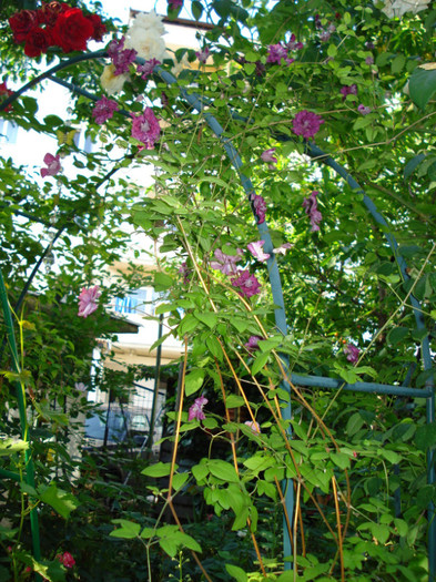 DSC03661 - Gradinuta mea 2012