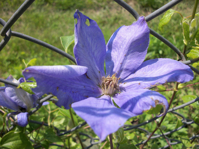 101_0152 - clematita 2012