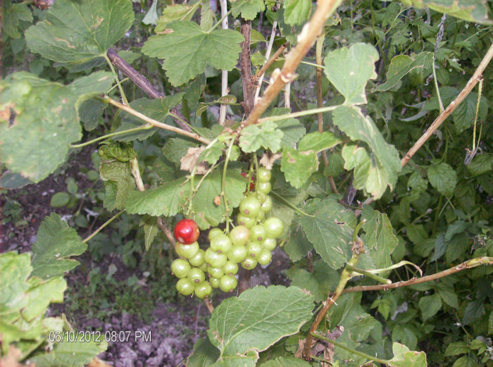 singurele fructe pe acest an iunie 2012 - arbusti fructiferi  - 2012