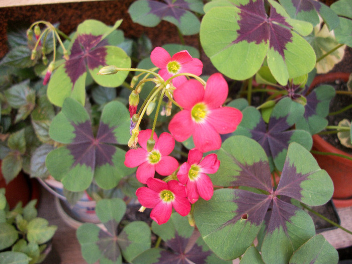 101_0063 - oxalis