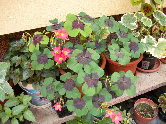 101_0064 - oxalis