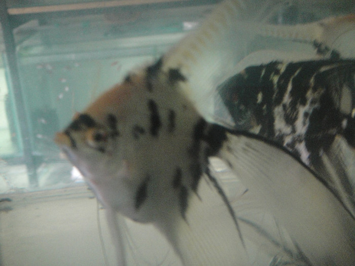 DSC05260 - crescatorie pesti 2012