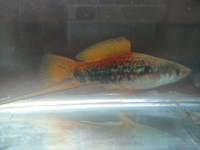 DSC05194 - crescatorie pesti 2012